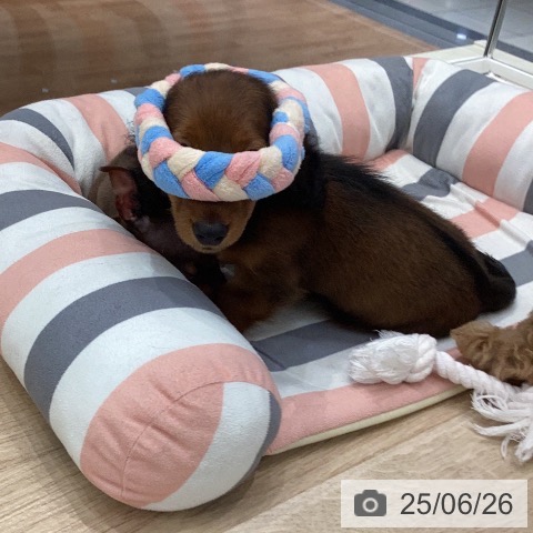 カニーンヘン・ダックスフンドの写真