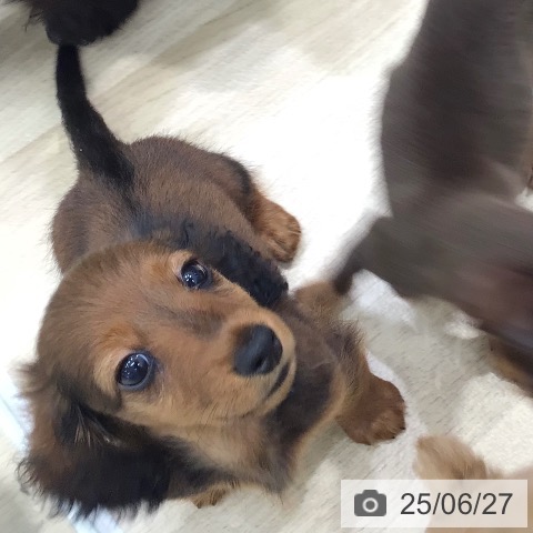 カニーンヘン・ダックスフンドの写真