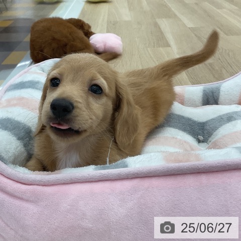ミニチュア・ダックスフンドの写真
