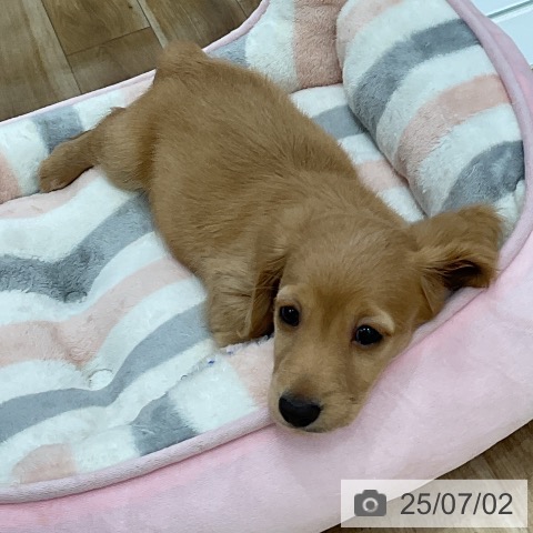 ミニチュア・ダックスフンドの写真