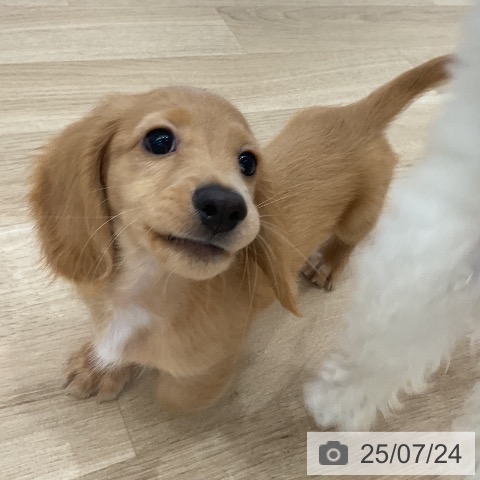 ミニチュア・ダックスフンドの写真