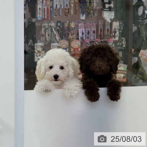 トイ・プードルの写真