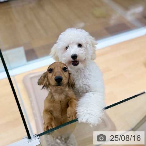トイ・プードルの写真