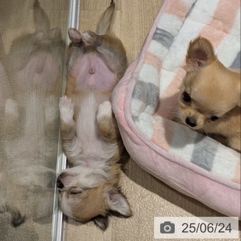 チワワの写真