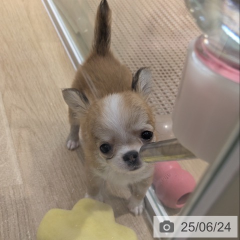 チワワの写真