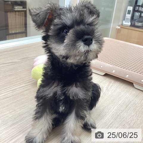 ミニチュア・シュナウザーの写真