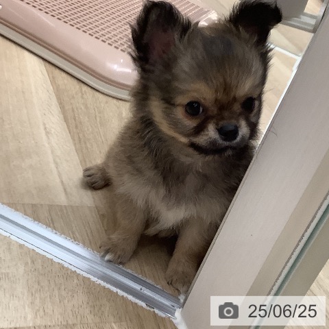 チワワの写真