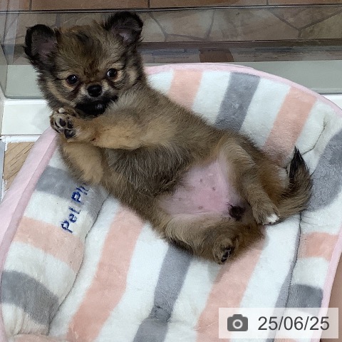 チワワの写真