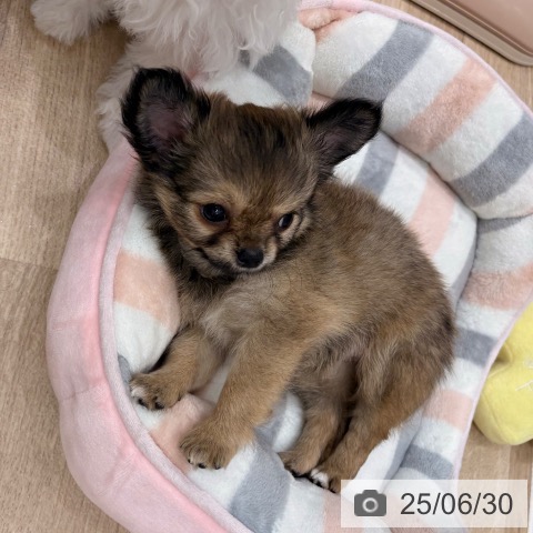 チワワの写真