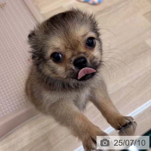 チワワの写真