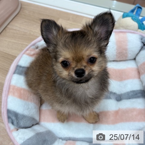 チワワの写真