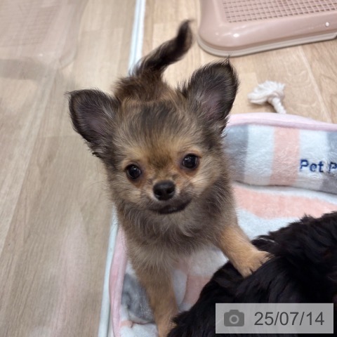 チワワの写真