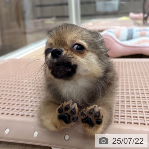 チワワの写真