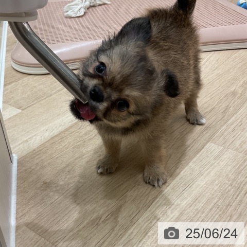 チワワの写真