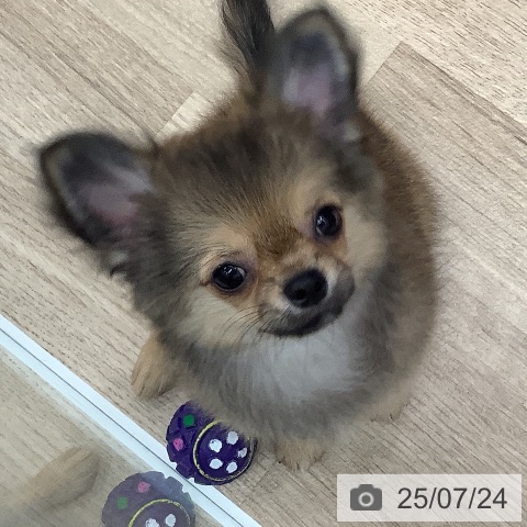 チワワの写真