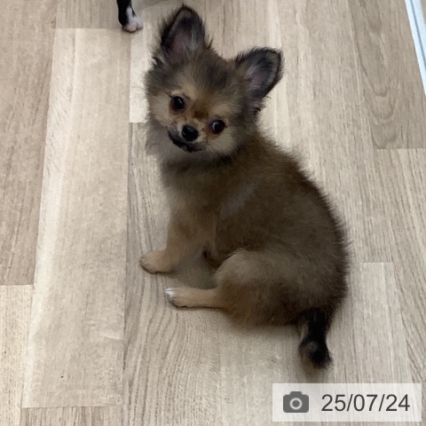 チワワの写真