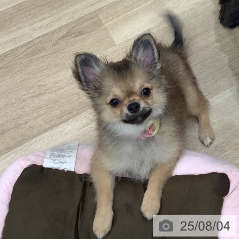 チワワの写真