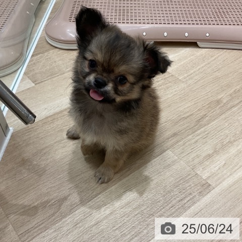 チワワの写真