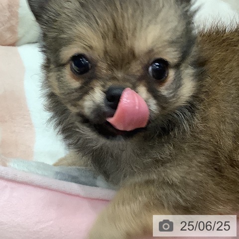 チワワの写真