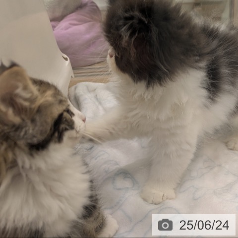 エキゾチックの写真