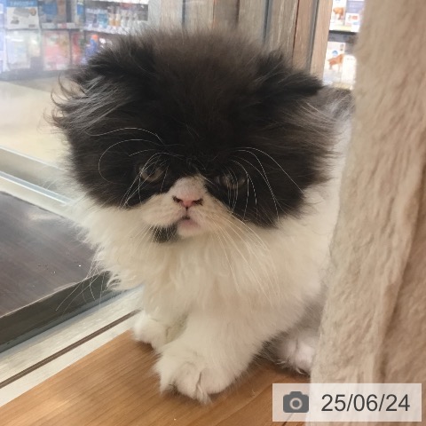 エキゾチックの写真