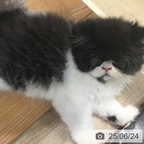 エキゾチックの写真