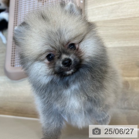 ポメラニアンの写真