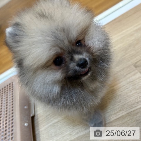 ポメラニアンの写真