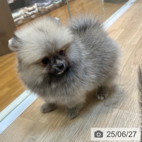 ポメラニアンの写真