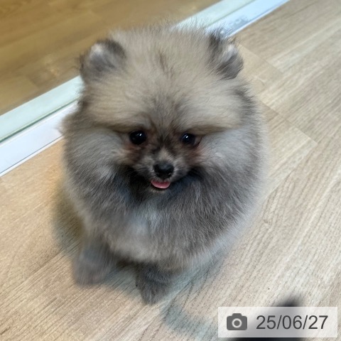 ポメラニアンの写真