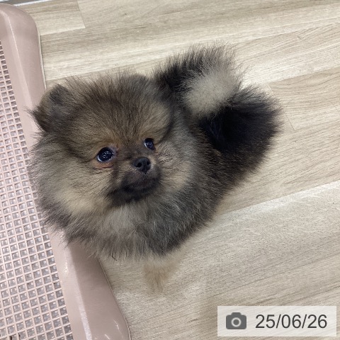 ポメラニアンの写真