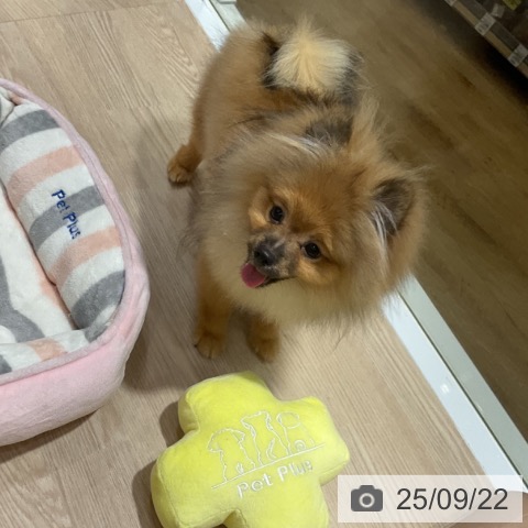 ポメラニアンの写真
