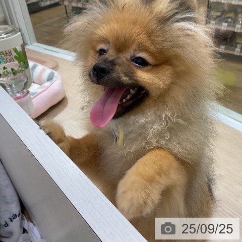 ポメラニアンの写真
