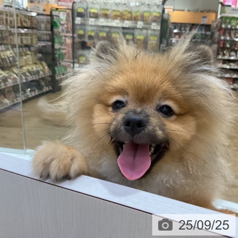 ポメラニアンの写真