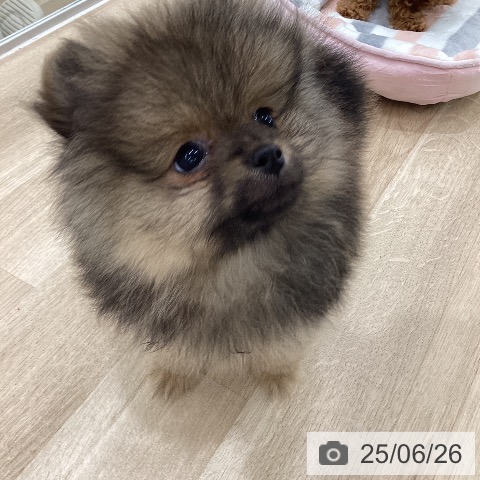 ポメラニアンの写真
