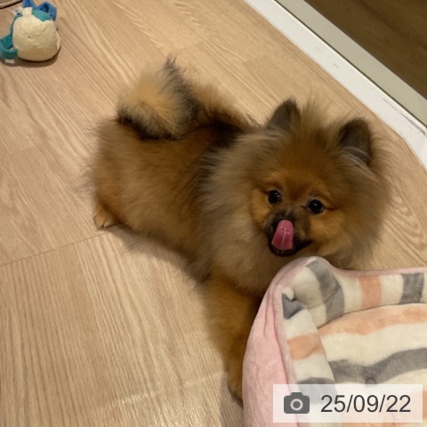 ポメラニアンの写真