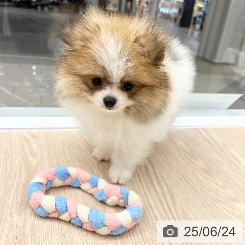 ポメラニアンの写真