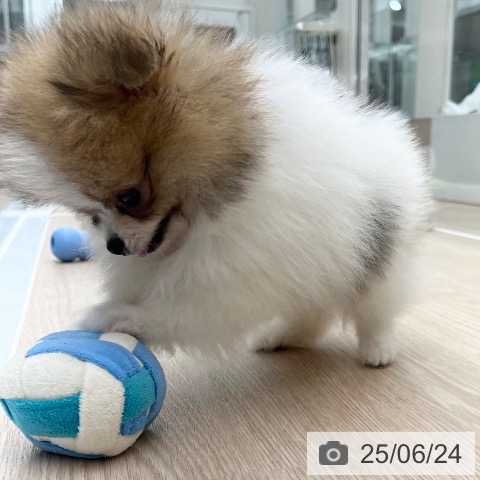 ポメラニアンの写真