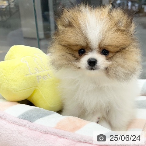 ポメラニアンの写真
