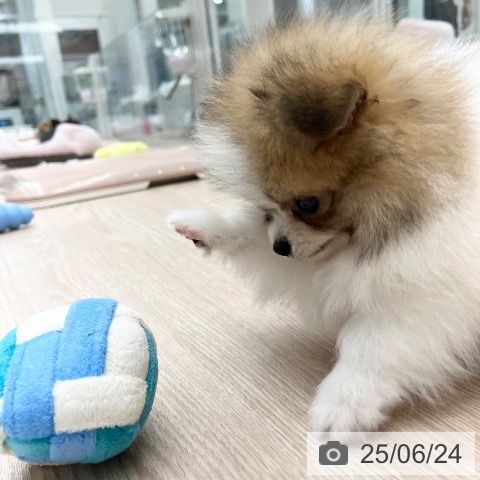 ポメラニアンの写真