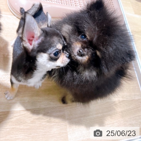 ポメラニアンの写真