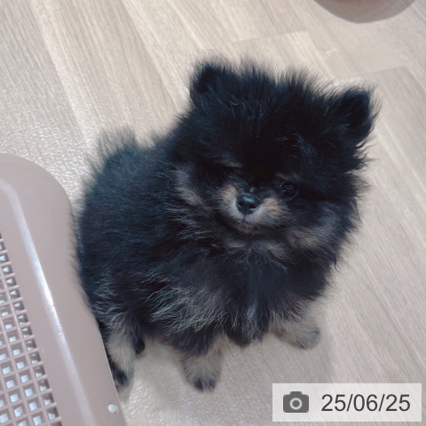 ポメラニアンの写真