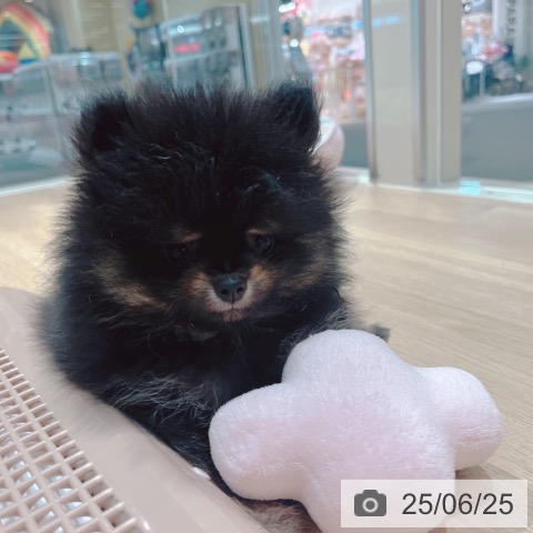 ポメラニアンの写真