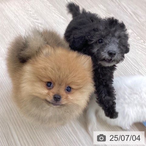 ポメラニアンの写真