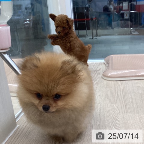 ポメラニアンの写真