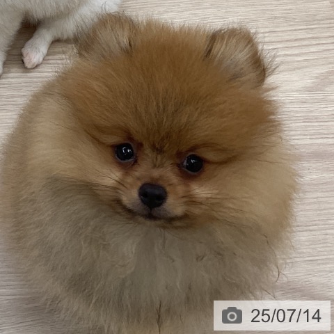 ポメラニアンの写真