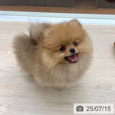 ポメラニアンの写真