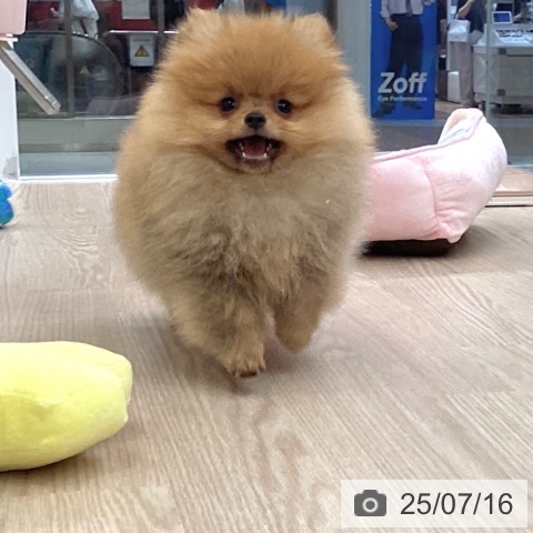 ポメラニアンの写真
