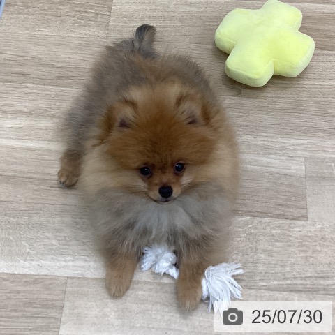 ポメラニアンの写真