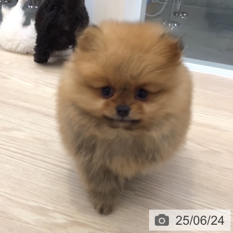 ポメラニアンの写真